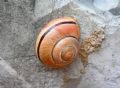 Cepaea nemoralis